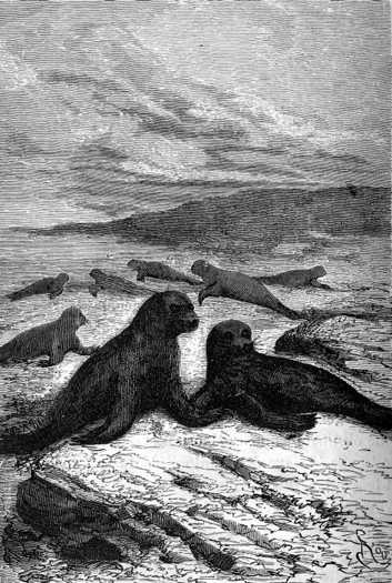Seals, with their rounded heads